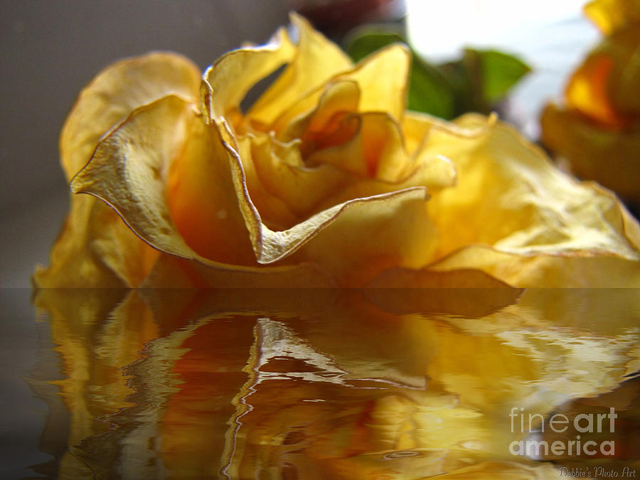 Yellow Rose Wet and Dry Photograph by Debbie Portwood