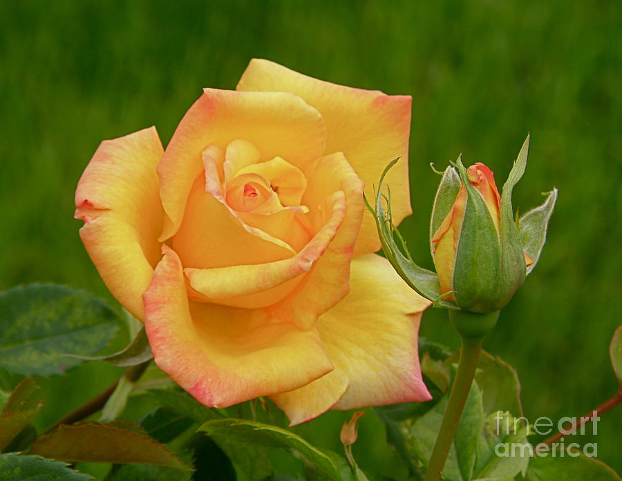Yellow Rose with Bud Photograph by Debby Pueschel