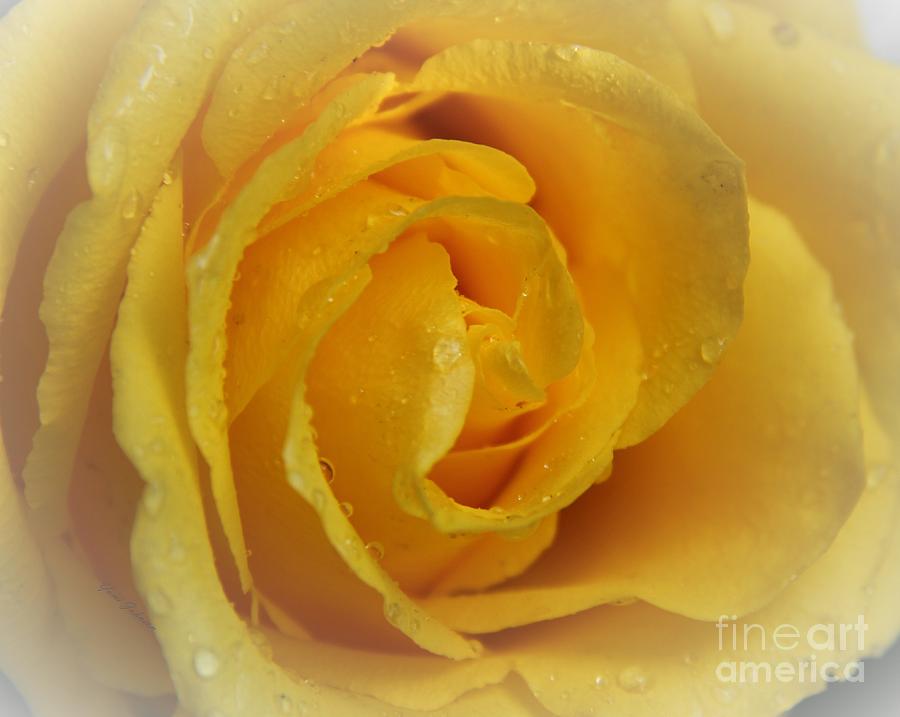 Yellow Rose with droplets Photograph by Yumi Johnson