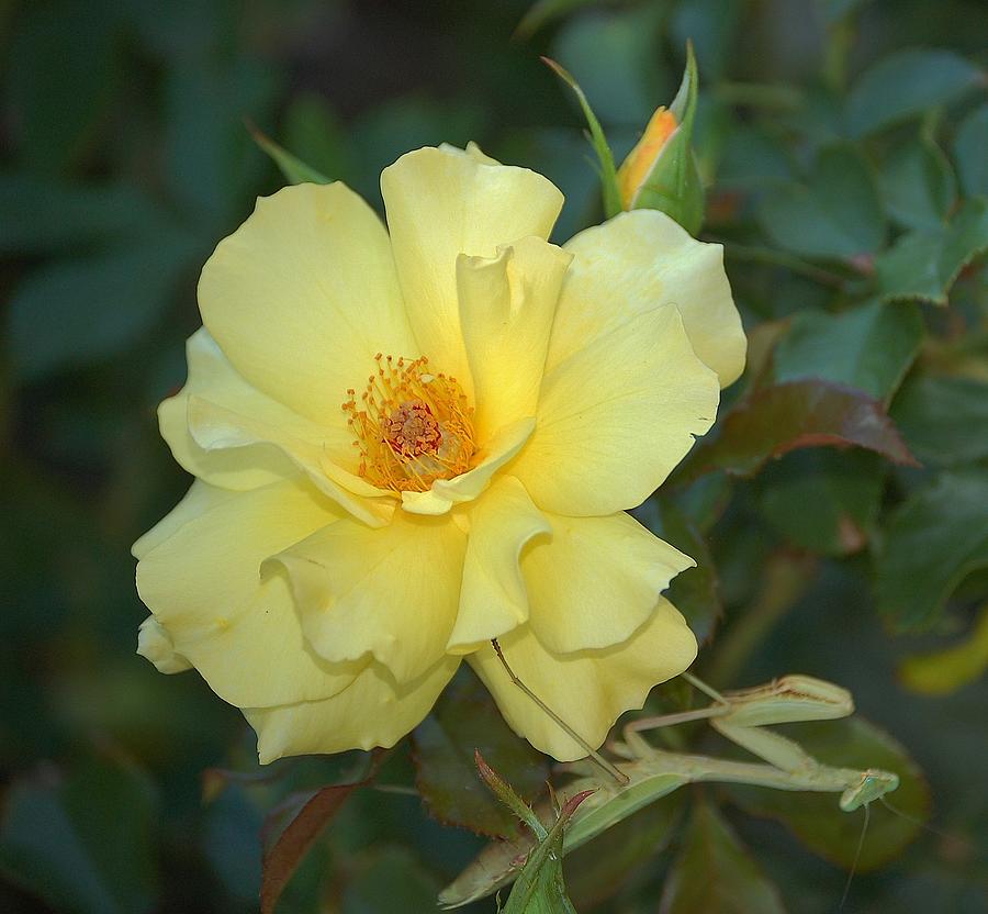 Rose Photograph - Yellow Rose with Praying Mantis by Linda Brody