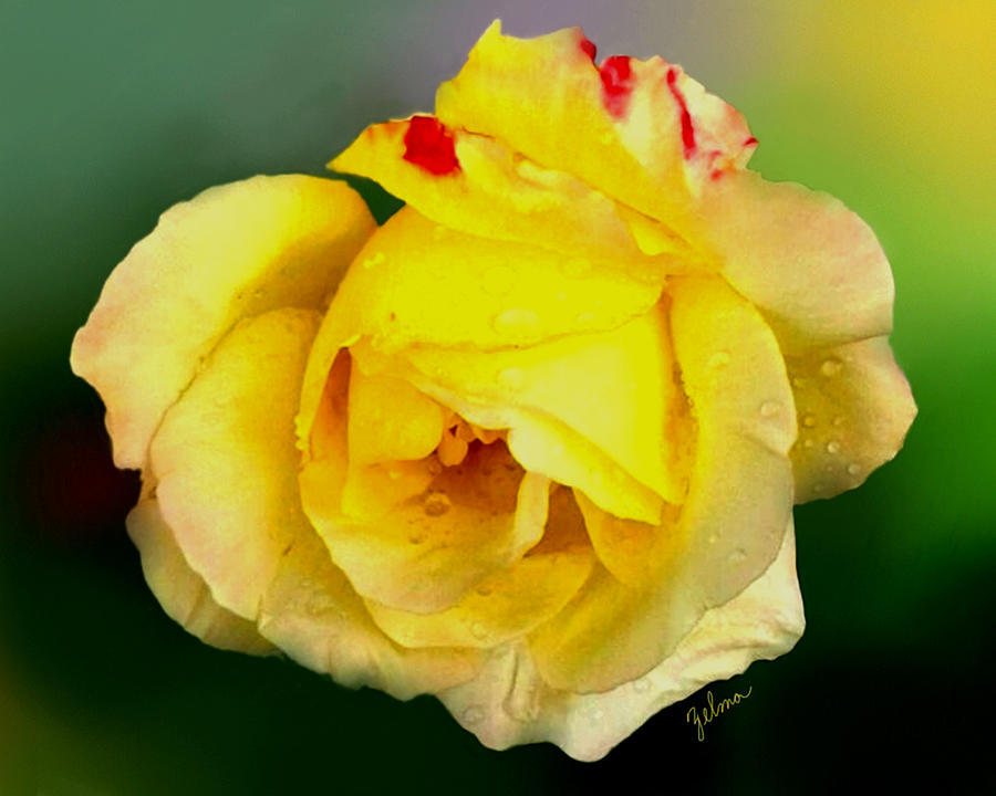 Yellow Rose Digital Art by Zelma Hensel