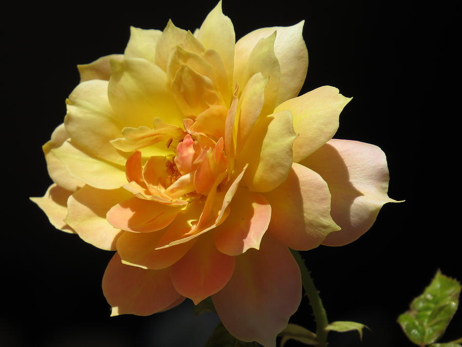 Flower Photograph - Yellow Rose by Zina Stromberg