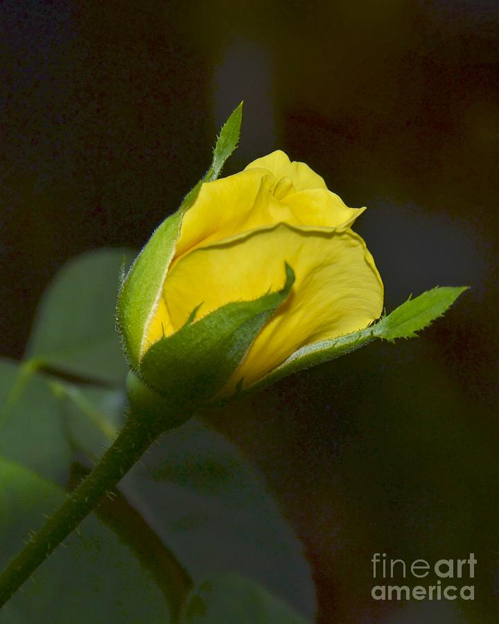 Nature Photograph - Yellow Rosebud by Carol  Bradley