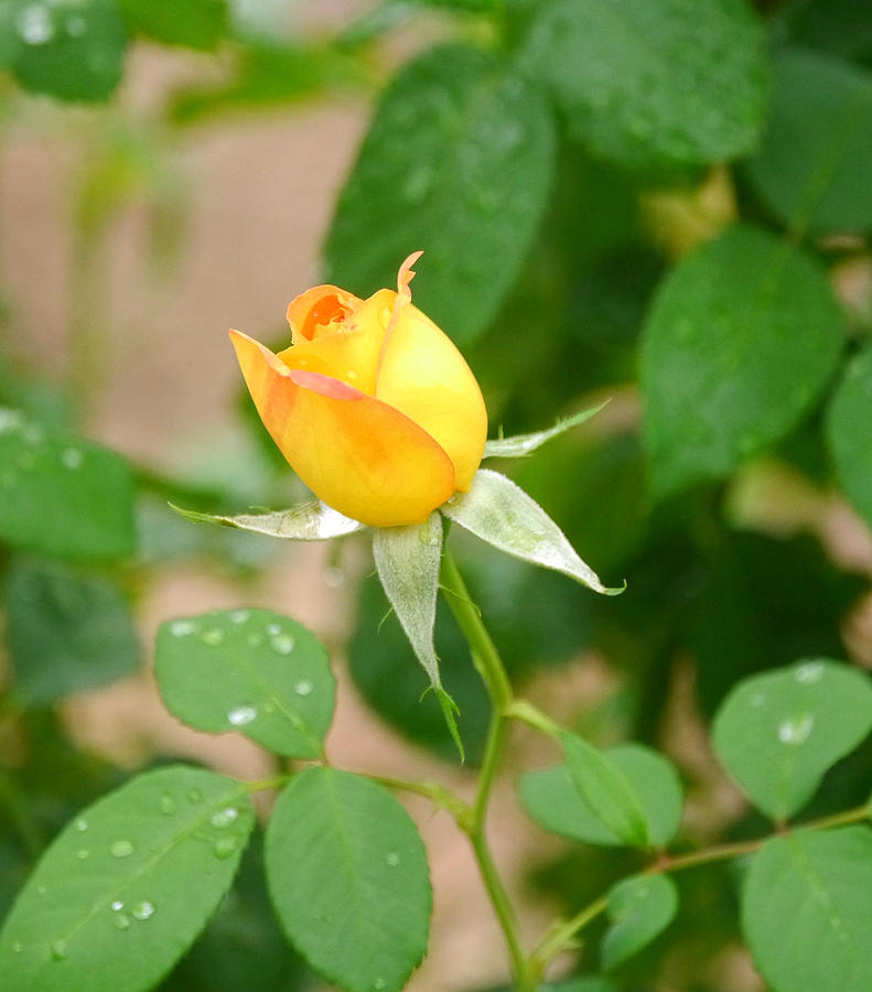 Yellow Photograph - Yellow rosebud by Richard Powell