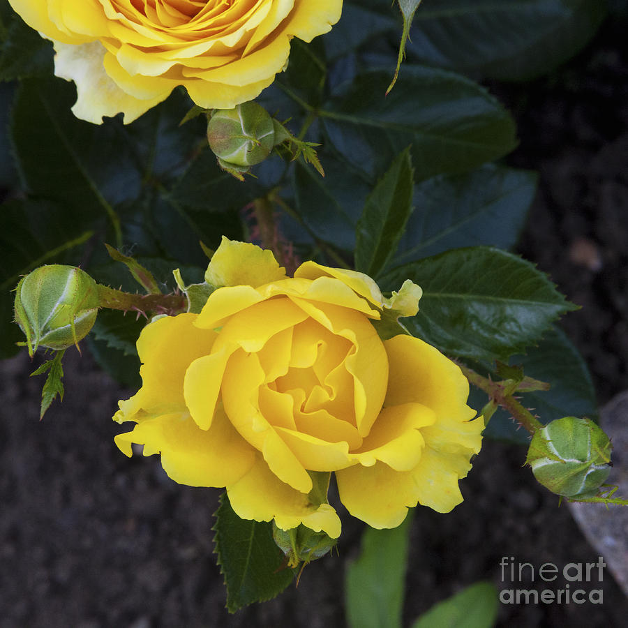 Yellow Roses Photograph by Diane Macdonald