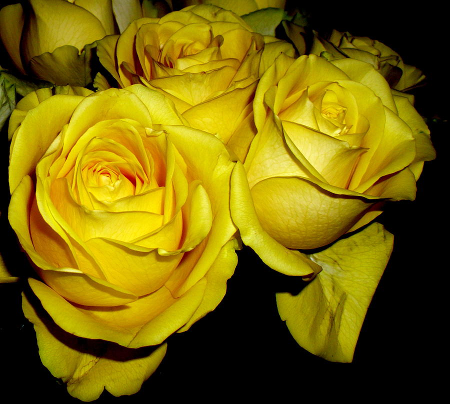 Yellow Roses Photograph by Fred Wilson