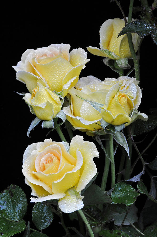 Yellow Roses in the Rain Photograph by David Lunde