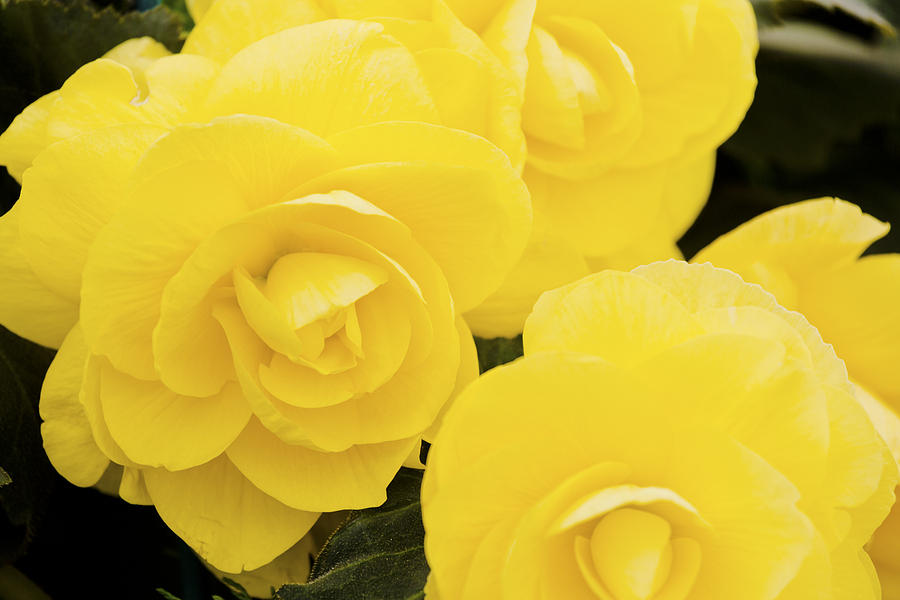 Yellow Roses Photograph