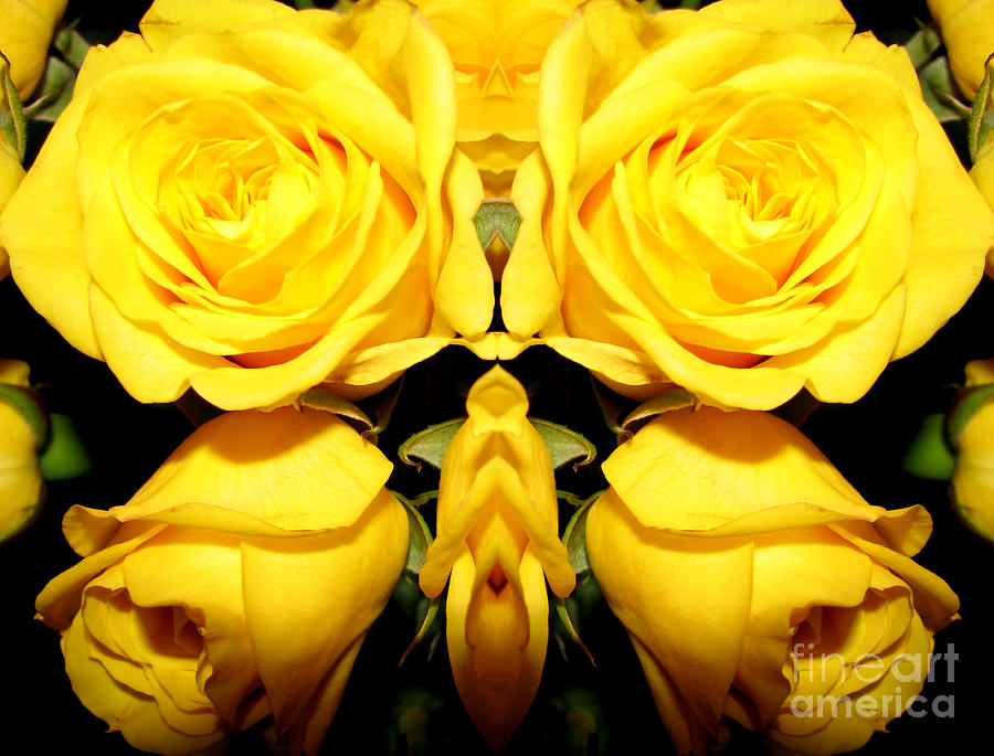 Rose Photograph - Yellow roses mirrored effect by Rose Santuci-Sofranko
