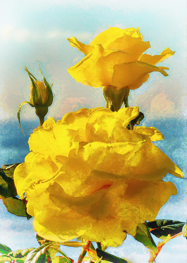 Yellow Roses on the Coast Photograph by Joseph Hollingsworth