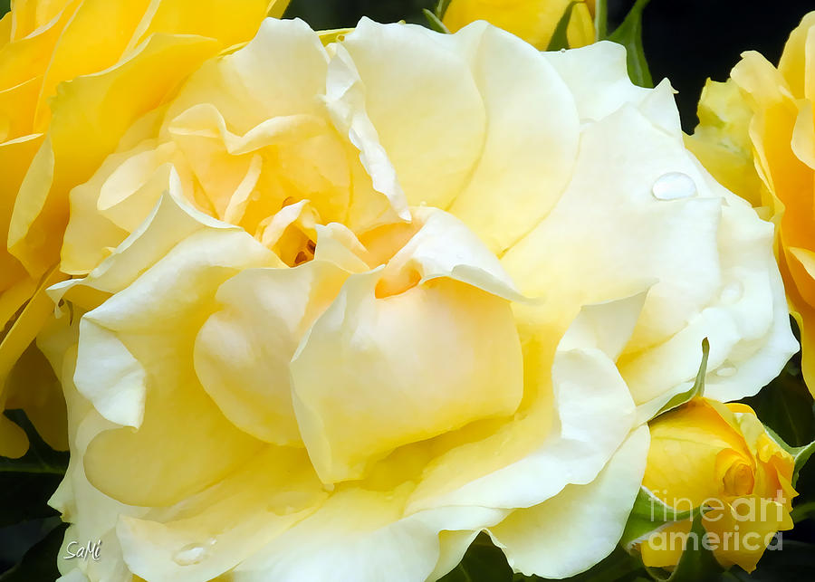 Yellow Roses Photograph by Sami Martin