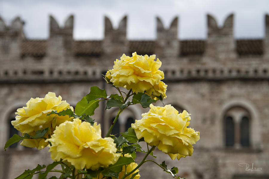 Yellow Roses Photograph by Raffaella Lunelli