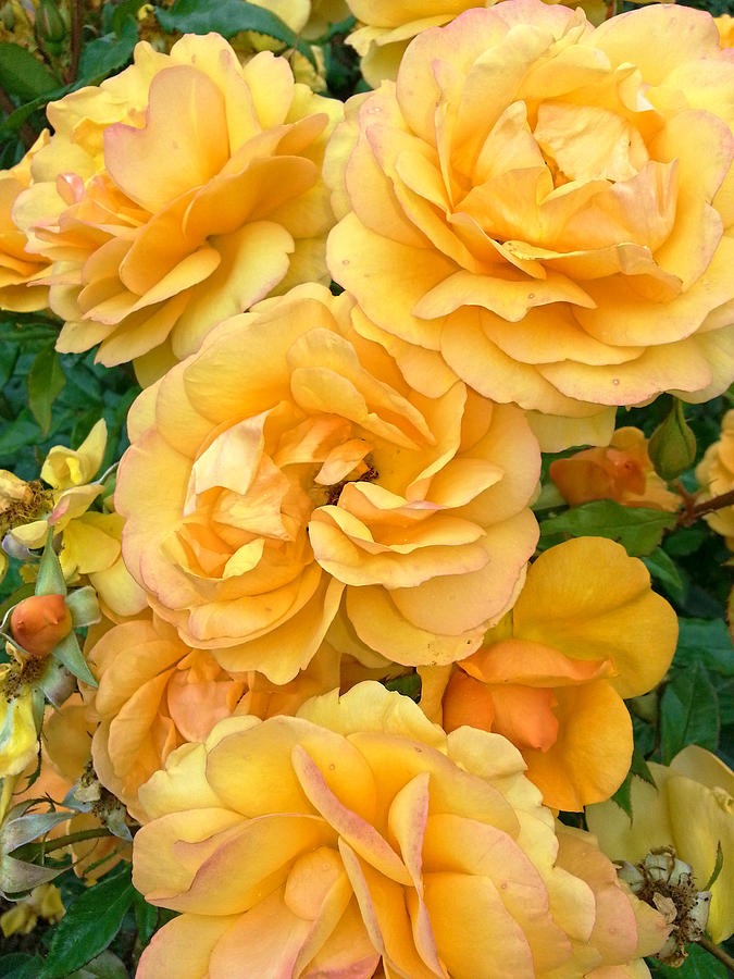 Yellow roses Photograph by Sergey  Nassyrov