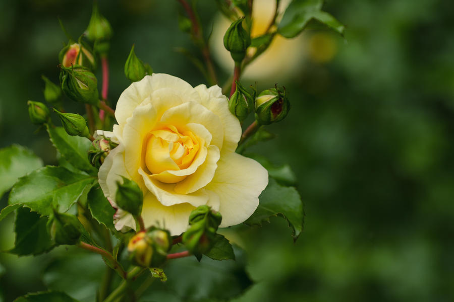Spring Photograph - Yellow roses by TouTouke A Y