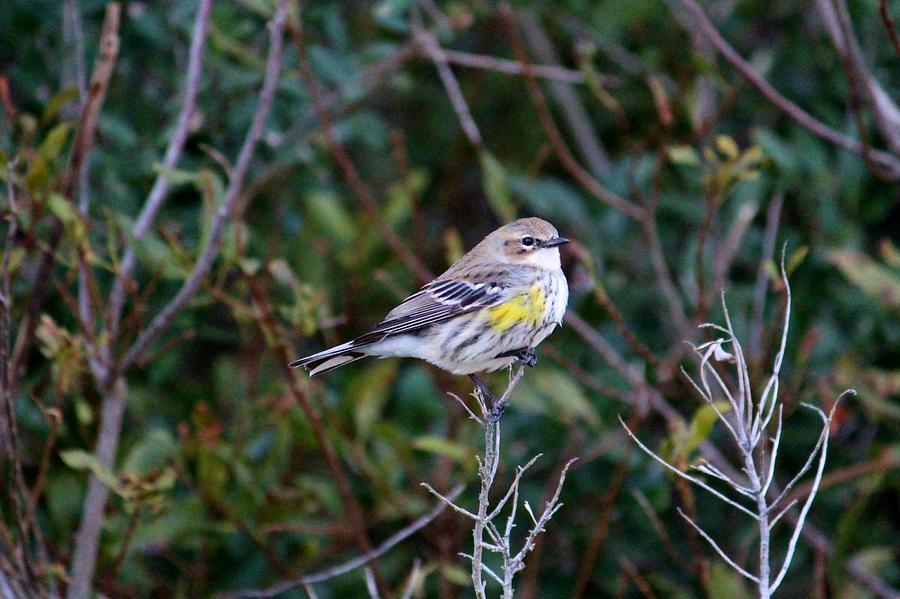 Bird Photograph - Yellow Rump Warbler by Cynthia Guinn