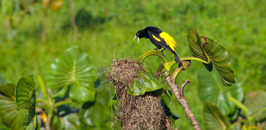 Yellow-rumped Cacique At His Nest Photograph