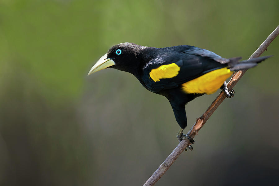 Yellow-rumped Cacique Cacicus Cela Sitting on Branch, Portrait Photography.  Bird with Beautiful Blue Eyes is Sitting on Trunk Stock Photo - Image of  perched, nice: 171351230