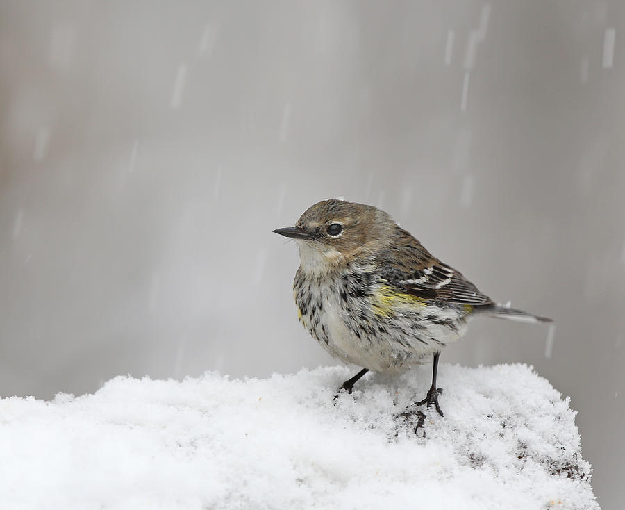Yellow Rumped in snow Photograph by Jack Nevitt
