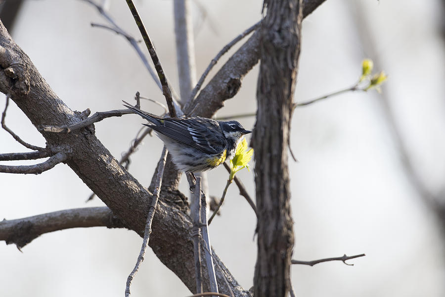 Yellow-rumped Warbler - Myrtle #1 Photograph by Jack R Perry