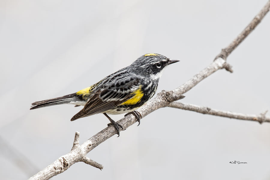 Warbler Photograph - Yellow-rumped Warbler 3 by Jeff Swanson