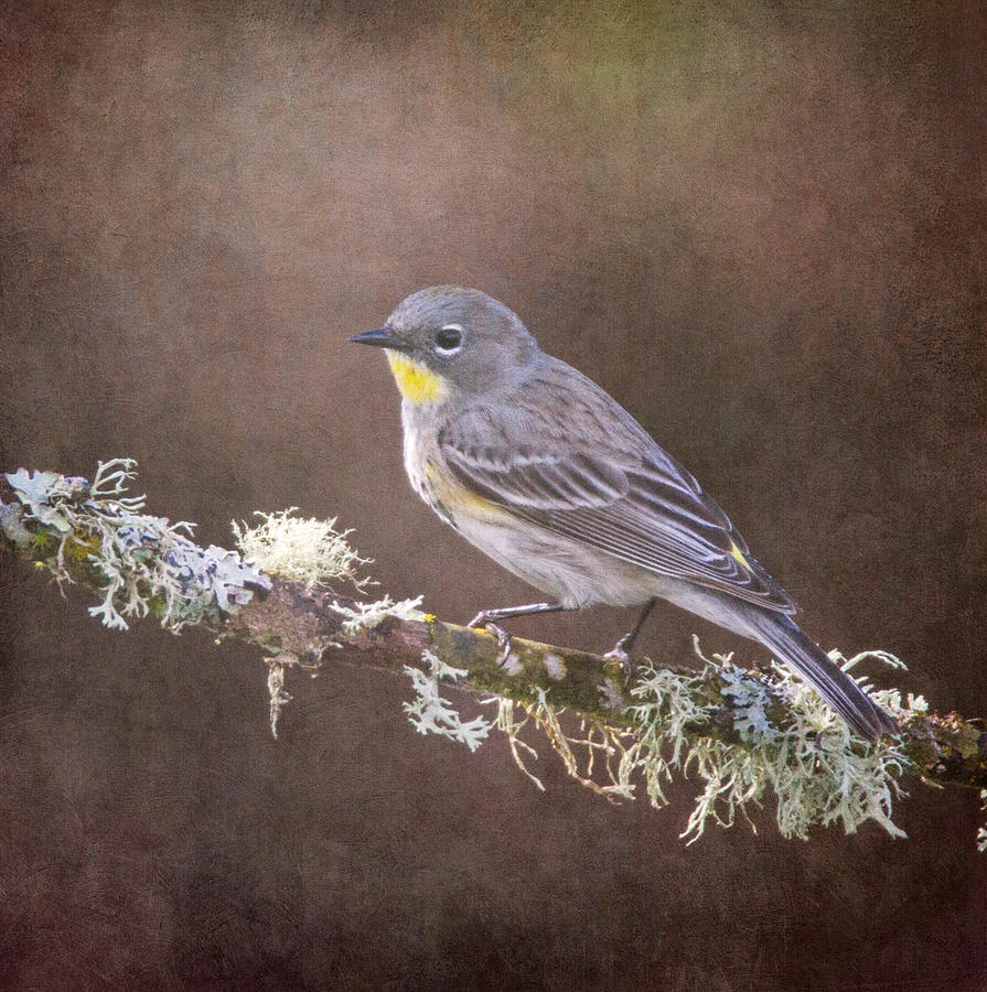 Yellow-rumped Warbler Photograph by Angie Vogel