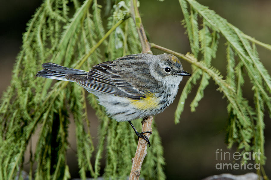 Warbler Photograph - Yellow-rumped Warbler by Anthony Mercieca