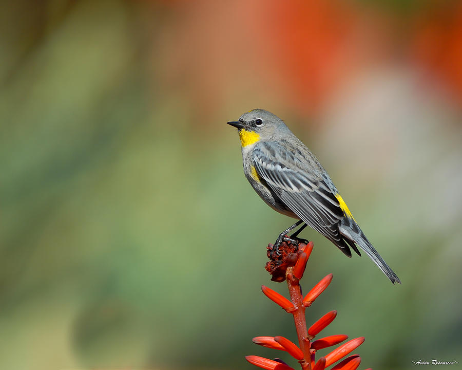 Yellow-rumped Warbler Photograph by Avian Resources