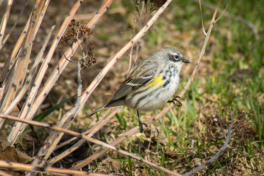 Yellow Rumped Warbler Photograph by Bill Pevlor