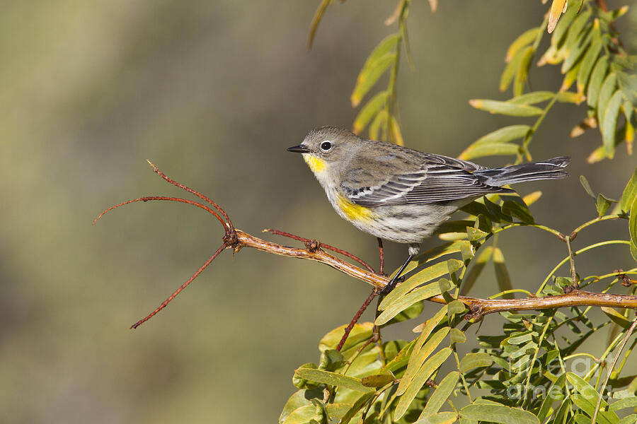 Yellow rumped warbler Photograph by Bryan Keil