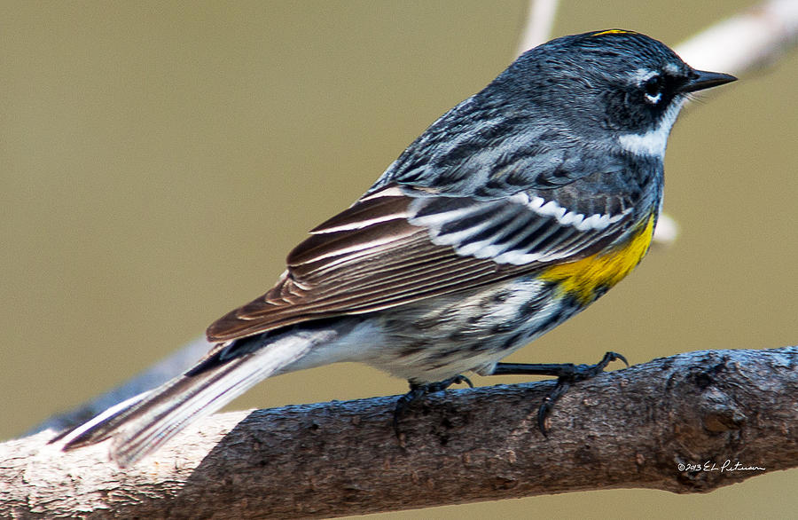 Yellow-Rumped Warbler Photograph by Ed Peterson