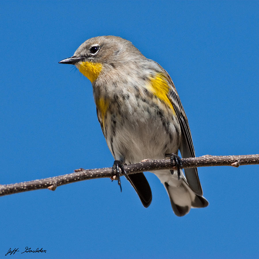 Nature Photograph - Yellow-Rumped Warbler by Jeff Goulden