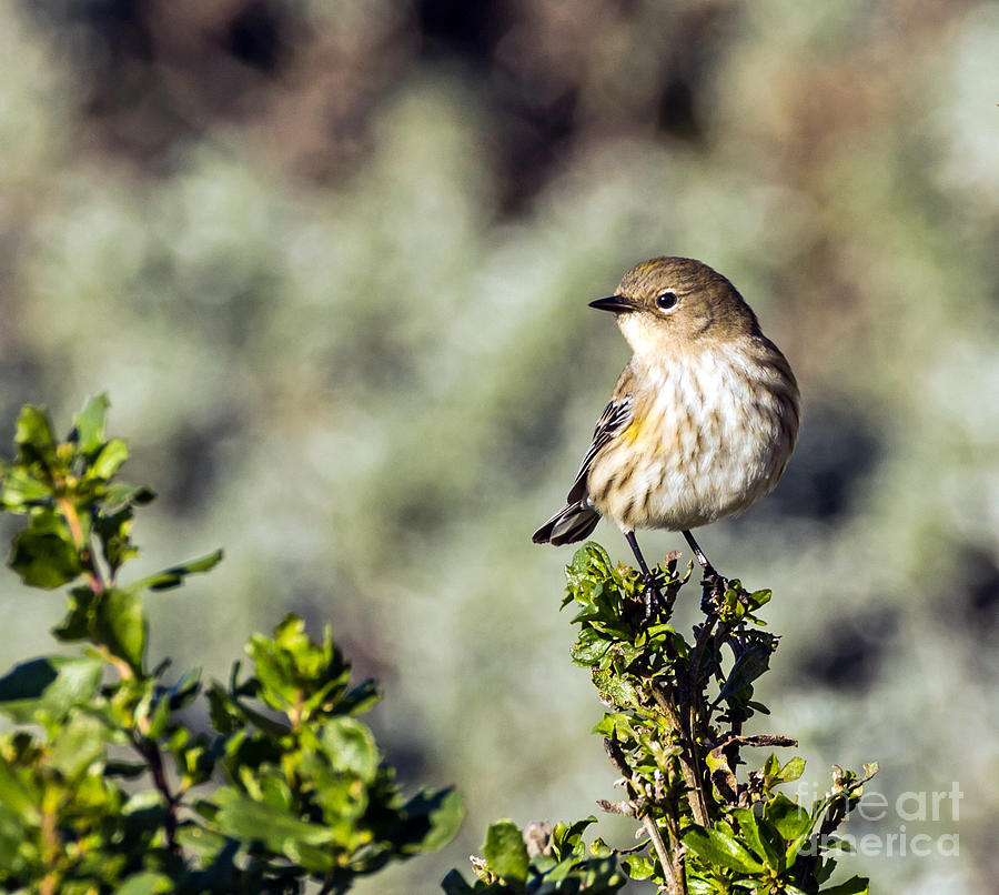 Yellow-rumped Warbler Photograph by Kate Brown