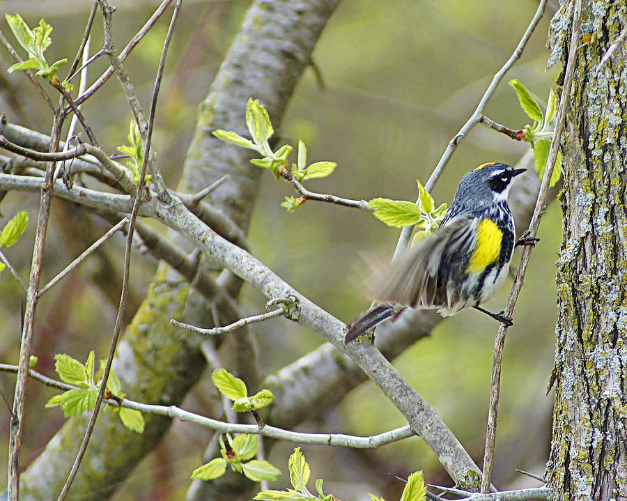 Sunset Photograph - Yellow-rumped Warbler -Male- of Horicon Marsh by Carol Toepke