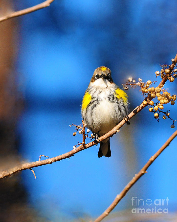 Yellow-Rumped Warbler Photograph by Olivia Hardwicke