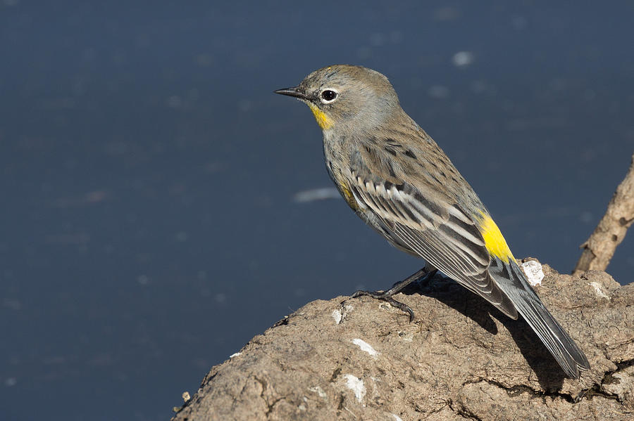 Yellow-rumped Warbler on the Shore Photograph by Kathleen Bishop