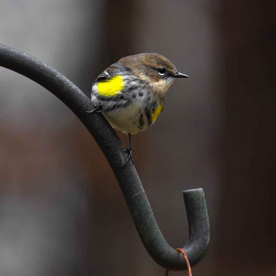 Yellow-Rumped-Warbler Photograph by Robert L Jackson