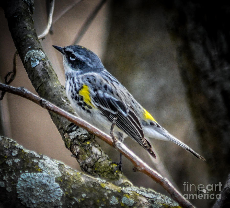Yellow Rumped Warbler Photograph