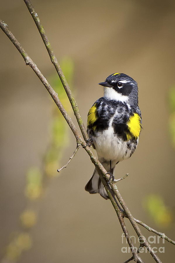 Yellow-rumped Warbler Photograph by Ronald Lutz