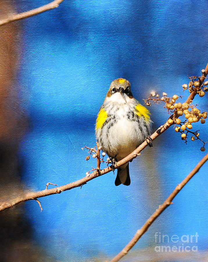 Yellow-rumped Warbler Texture Photograph by Olivia Hardwicke