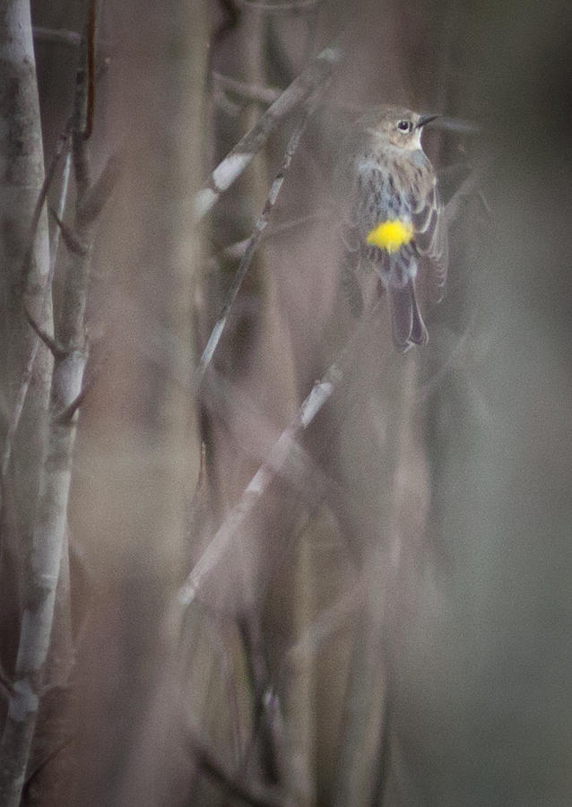 Spring Photograph - Yellow-rumpled Warbler by Melinda Fawver