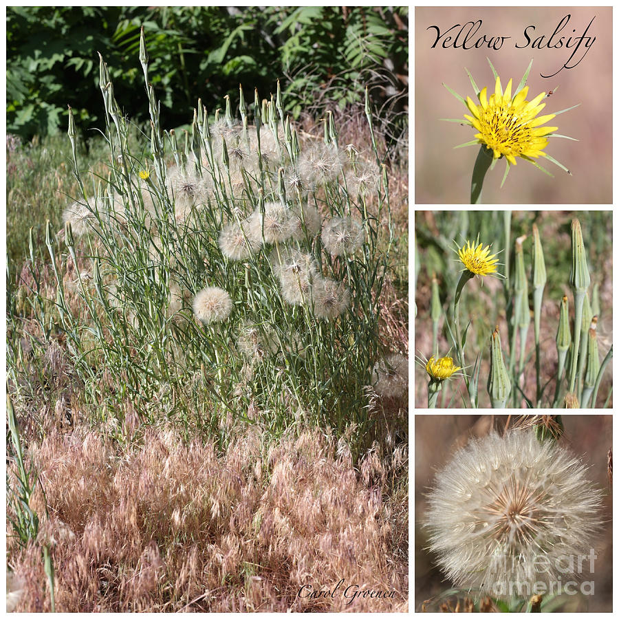 Yellow Salsify Collage Photograph by Carol Groenen