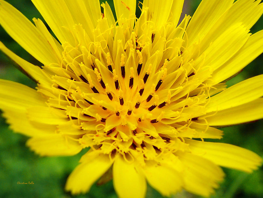 Yellow Salsify Flower Photograph by Christina Rollo