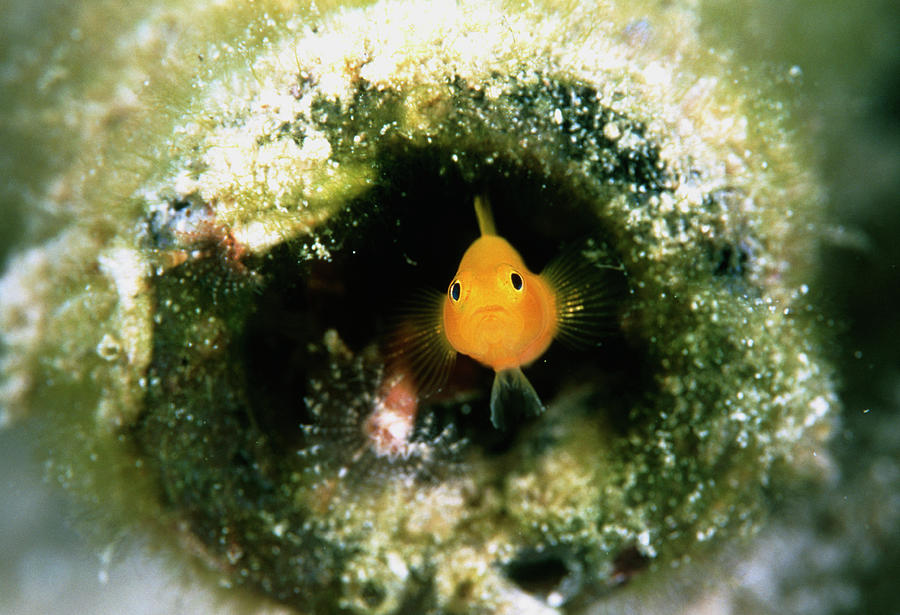 Yellow Sand Goby Photograph by Matthew Oldfield/science Photo Library