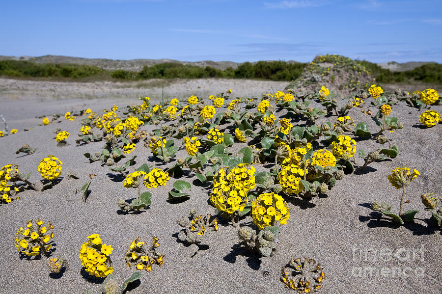 Yellow Sand Verbena Photograph by Gregory G. Dimijian, M.D.