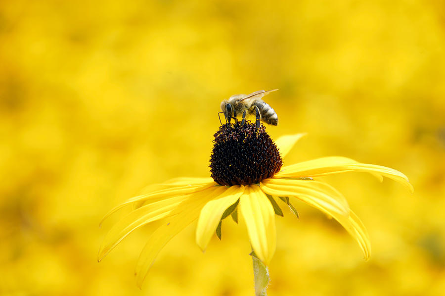 Yellow sea of flowers - and a bee Photograph by Matthias Hauser