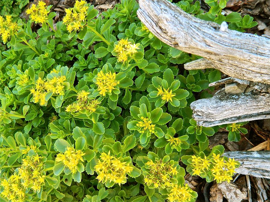 Yellow Sedum Ala Drift Photograph by Randy Rosenberger