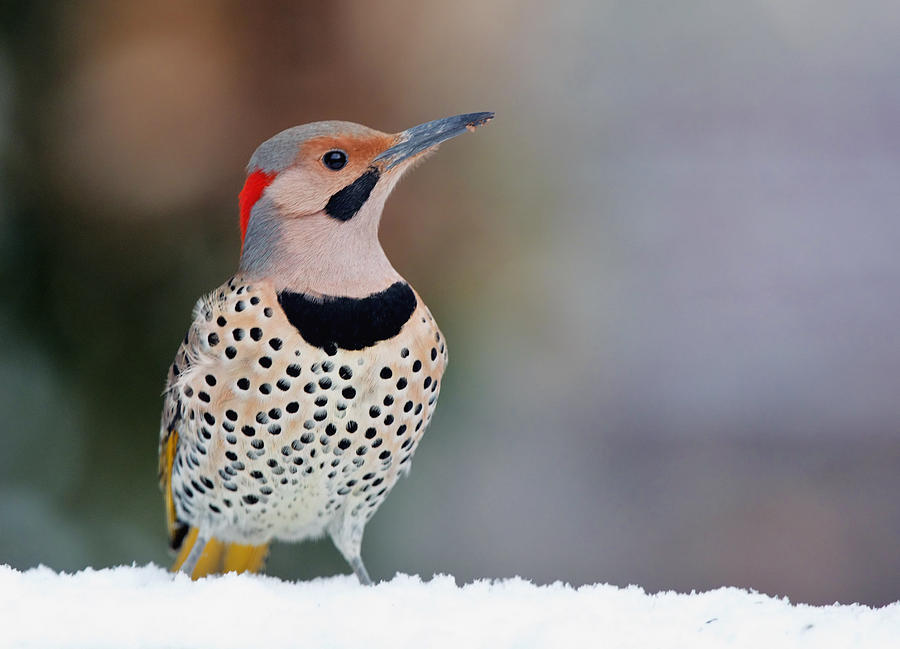 Yellow Shafted Flicker in Snow Photograph by Jack Nevitt