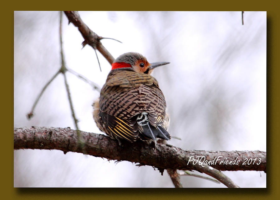 Yellow-shafted Flicker Photograph by PJQandFriends Photography