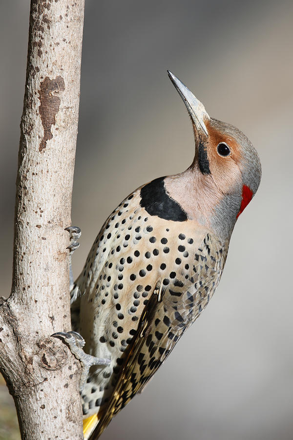 Woodpecker Photograph - Yellow Shafted Flicker Vertical by Jack Nevitt