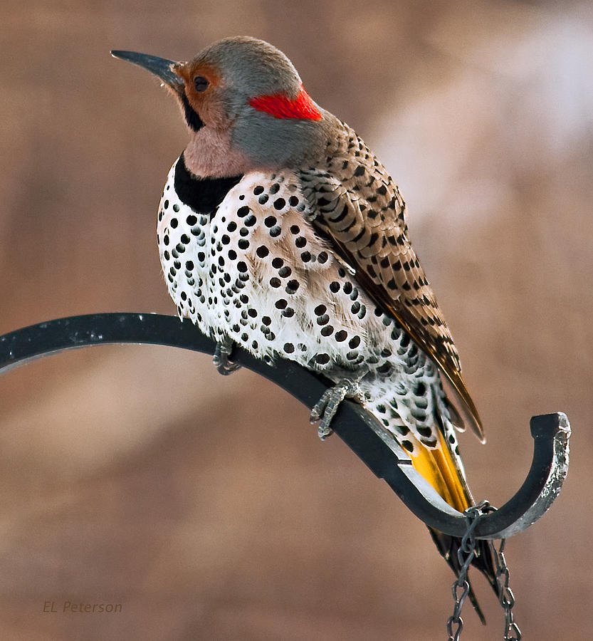 Yellow-shafted Northern Flicker Photograph by Ed Peterson